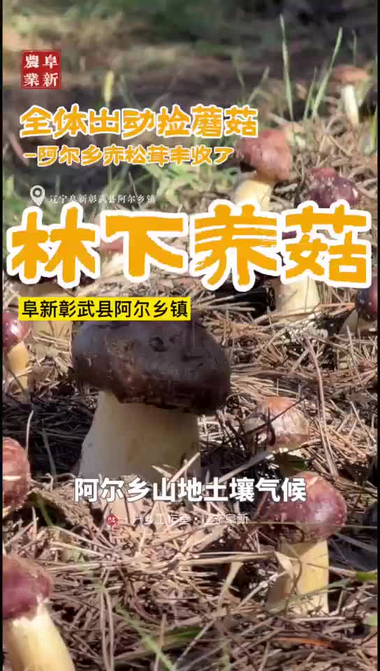 ��������-���������ذ�������